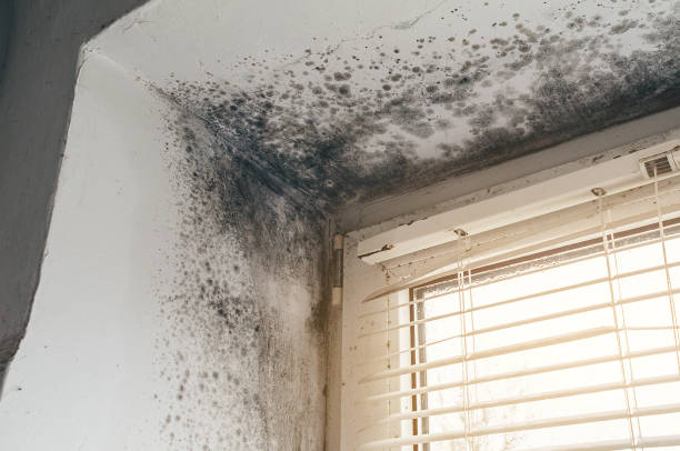 Affordable Black Mold Remediation solutions in North Bend, WA