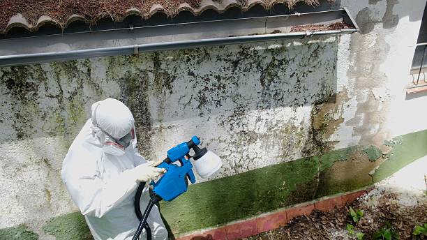 Top rated local Black Mold Remediation specialists in North Bend, WA